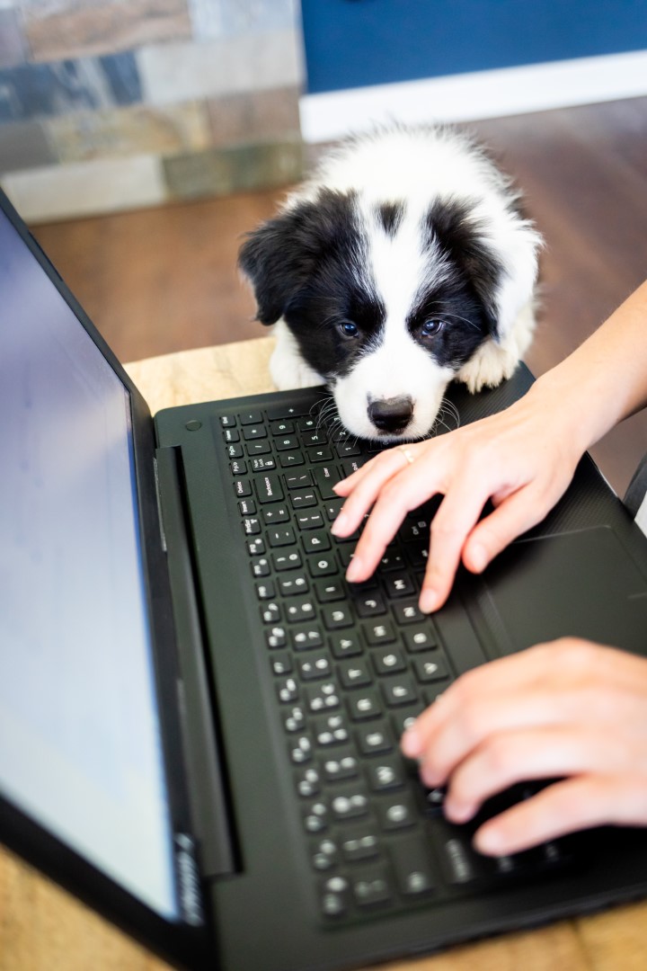 Impatient puppy dog jumped on the laptop keyboard while his owner worked Border Collie
